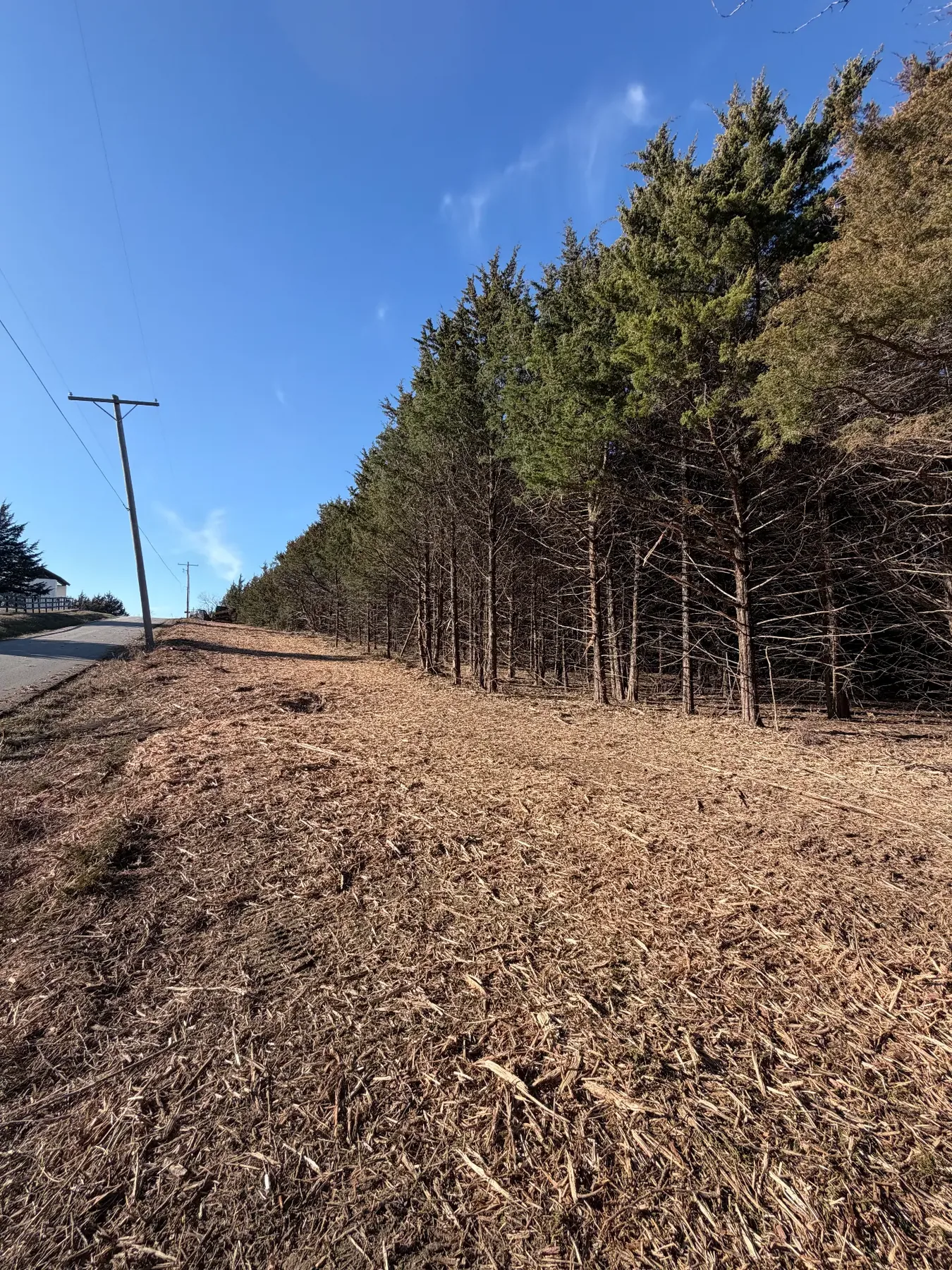 Long mulched treeline along a road after forestry mulching